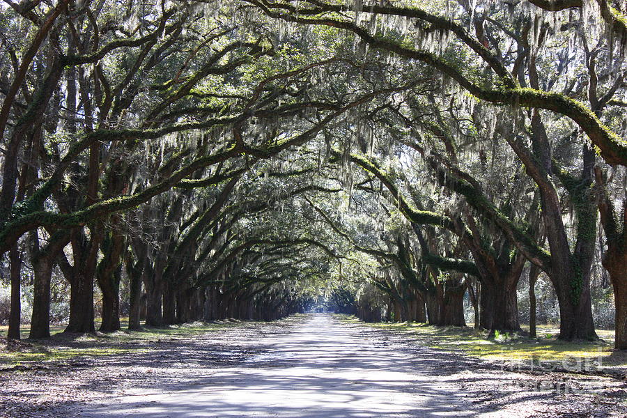 Landscape Photograph - Live Oak Lane in Savannah by Carol Groenen