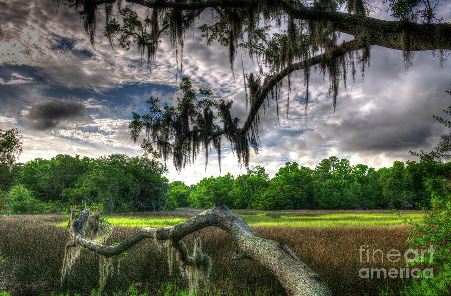 Live Oak Marsh View Photograph by Dale Powell