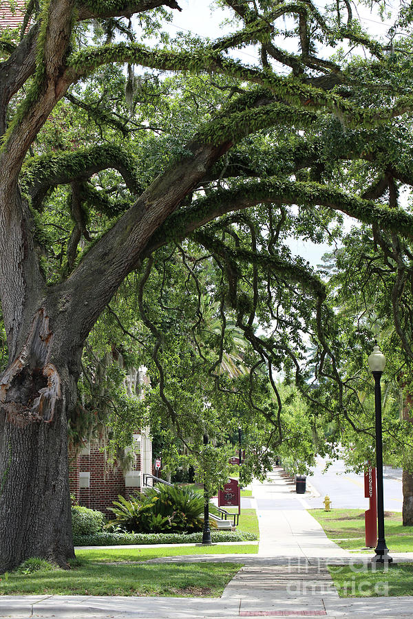Live Oak on Campus Photograph by Carol Groenen