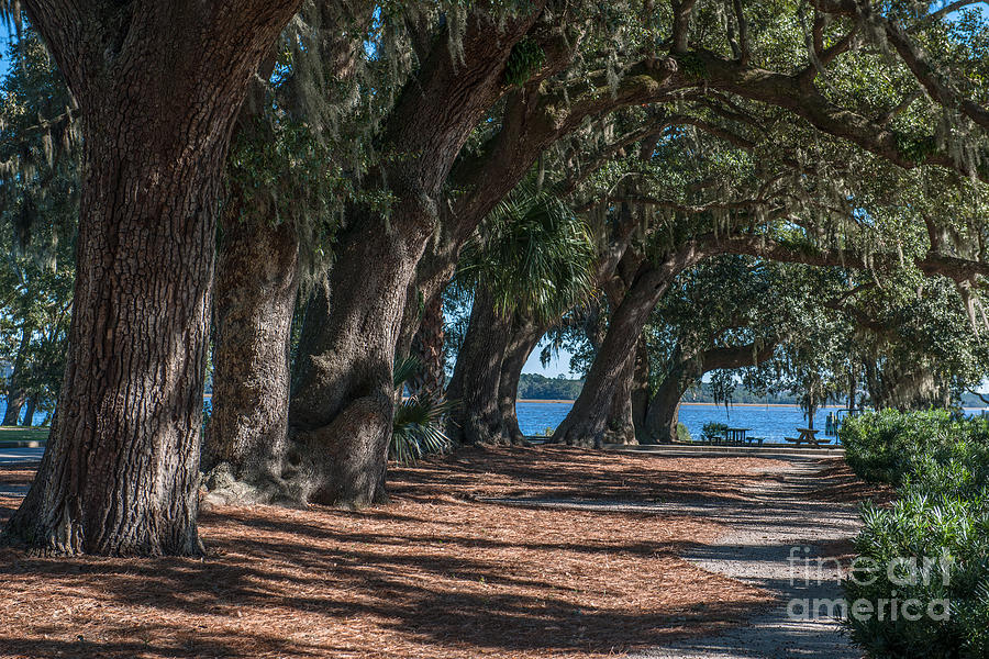 Daniel Island Photograph - Live Oak Pathway by Dale Powell