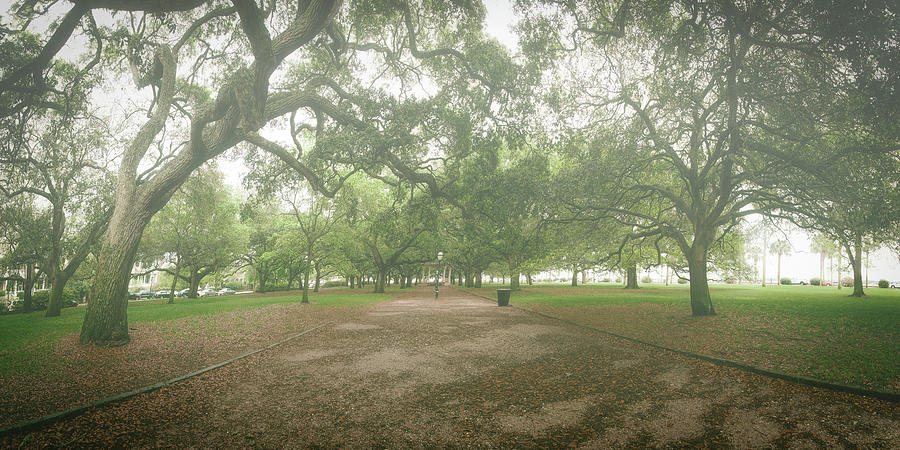 Tree Photograph - Live Oak Promenade by Rob Travis