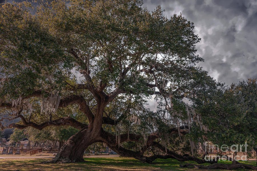 Live Oak Stretching its Limbs Photograph by Dale Powell
