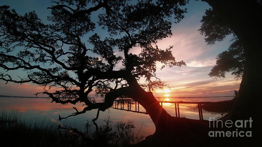Live oak Sunrise Photograph by Benanne Stiens