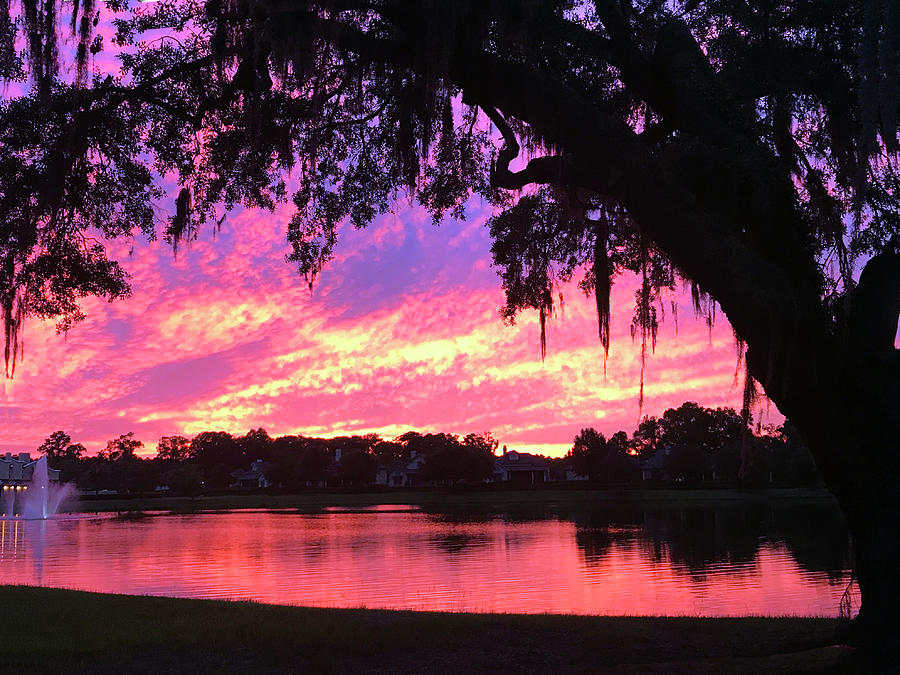Live Oak Sunset Photograph by Rick Locke - Out of the Corner of My Eye