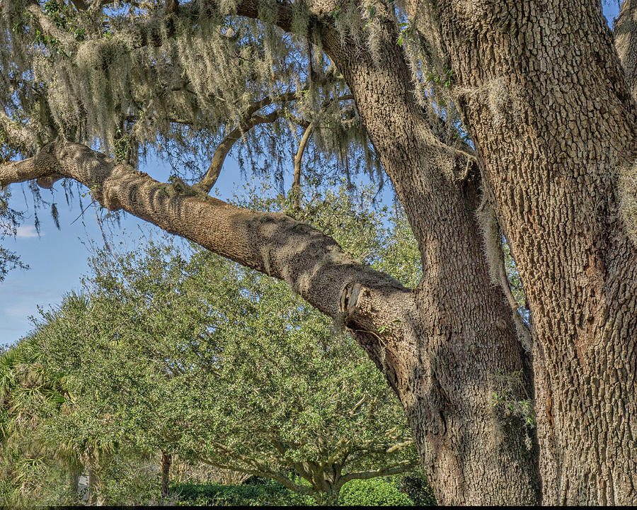 Live Oak Tree Photograph by Dennis Dugan