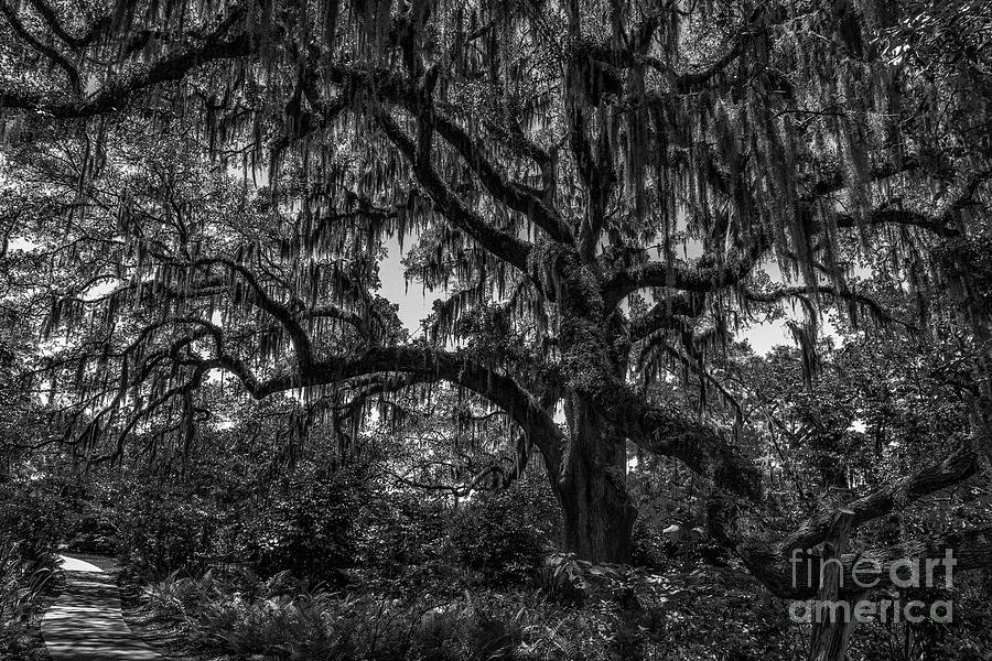 Live Oak Tree Dripping With Spanish Moss At Brookgreen Gardens Photograph