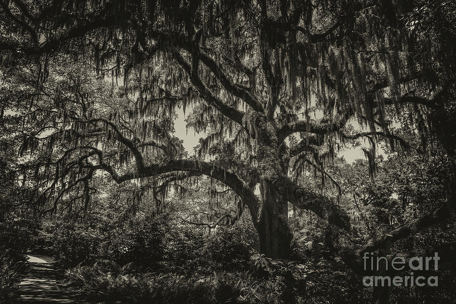 Live Oak Tree Sepia Photograph
