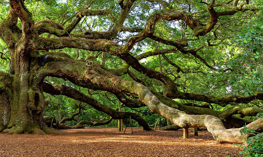 Nature Photograph - Live Oak Tree by Todd Wise