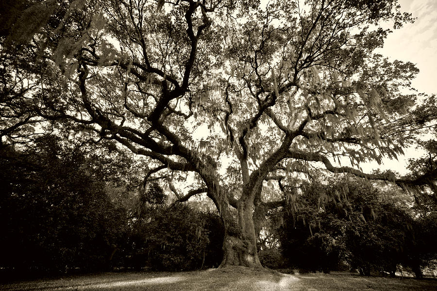 Live Oak Tree with Spanish Moss Photograph by Dustin K Ryan