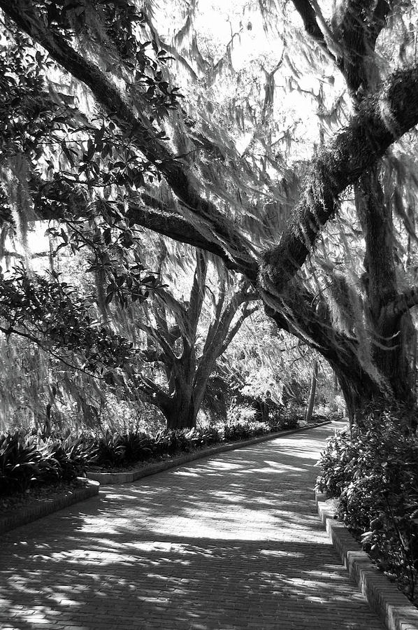 Live Oak Trees with Spanish Moss Photograph by Carla Parris