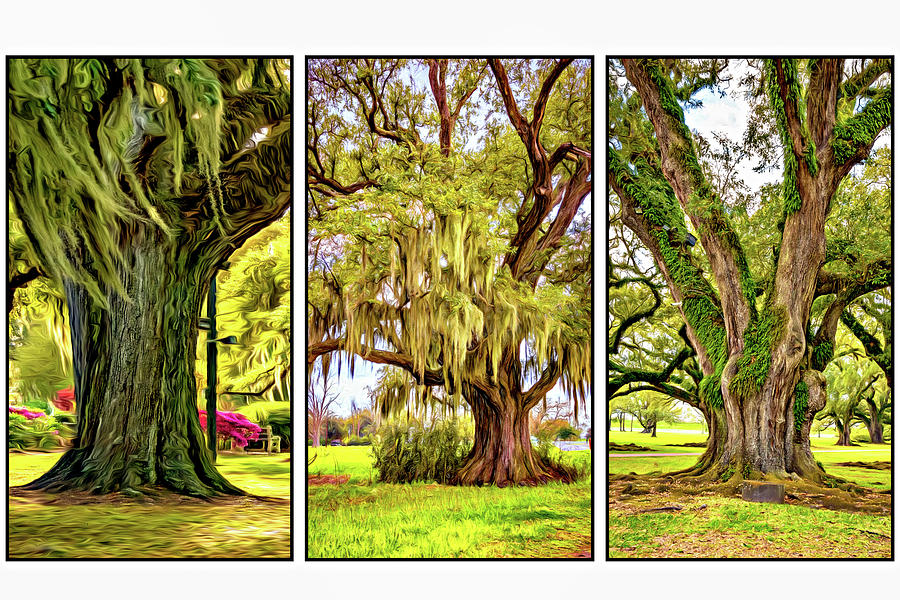 Live Oak Triptych Photograph by Steve Harrington