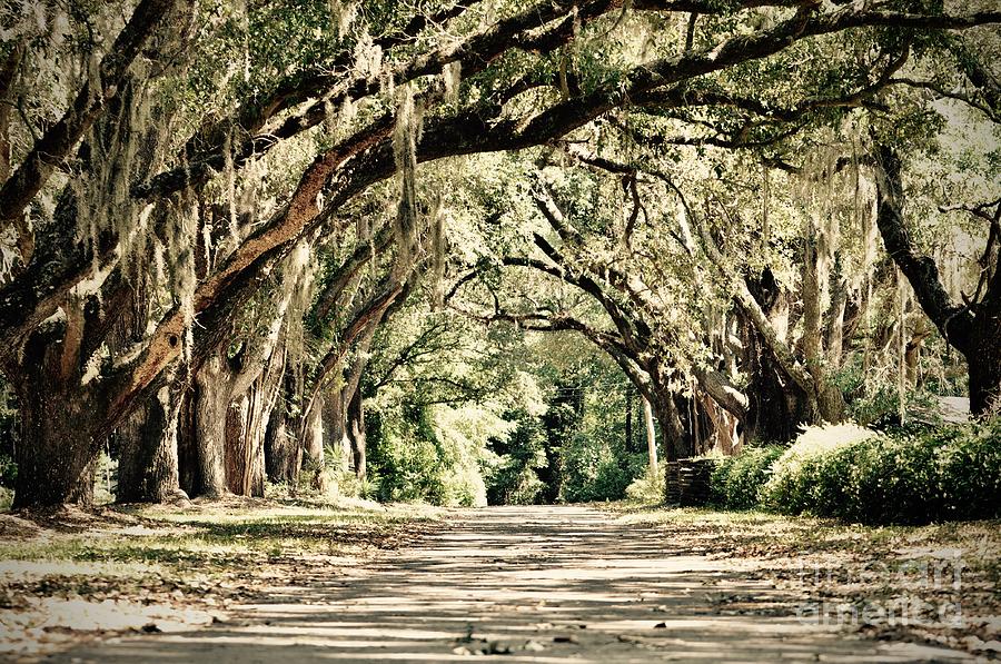 Live Oak Tunnel Photograph by Christina McKinney - Fine Art America