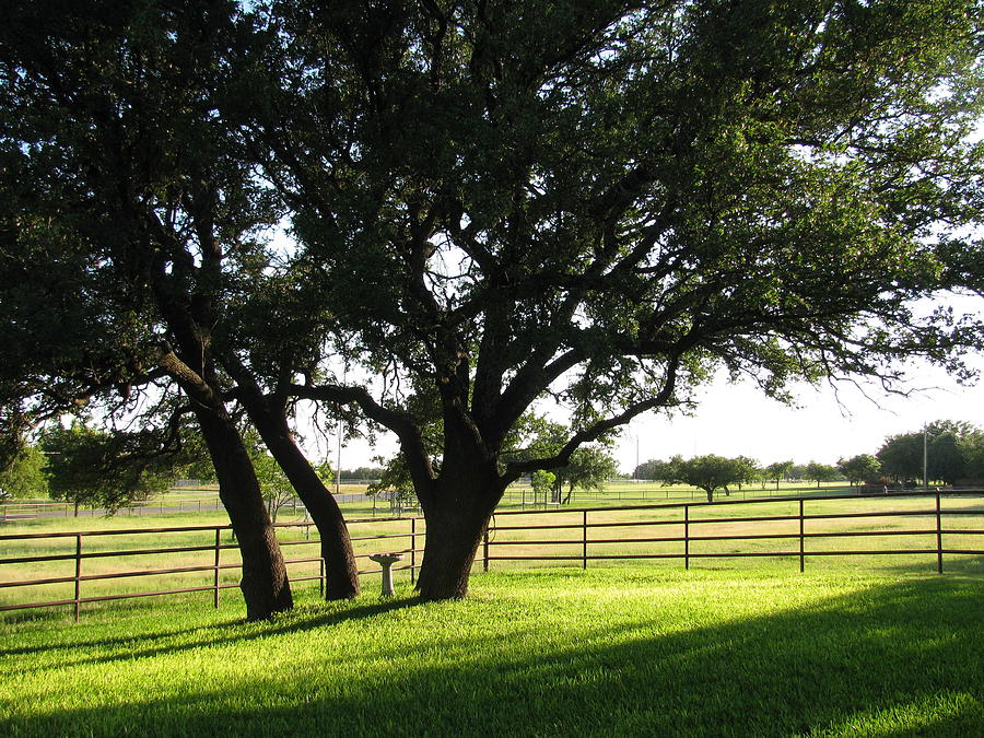 Live Oaks at Sunset Photograph by Shawn Hughes