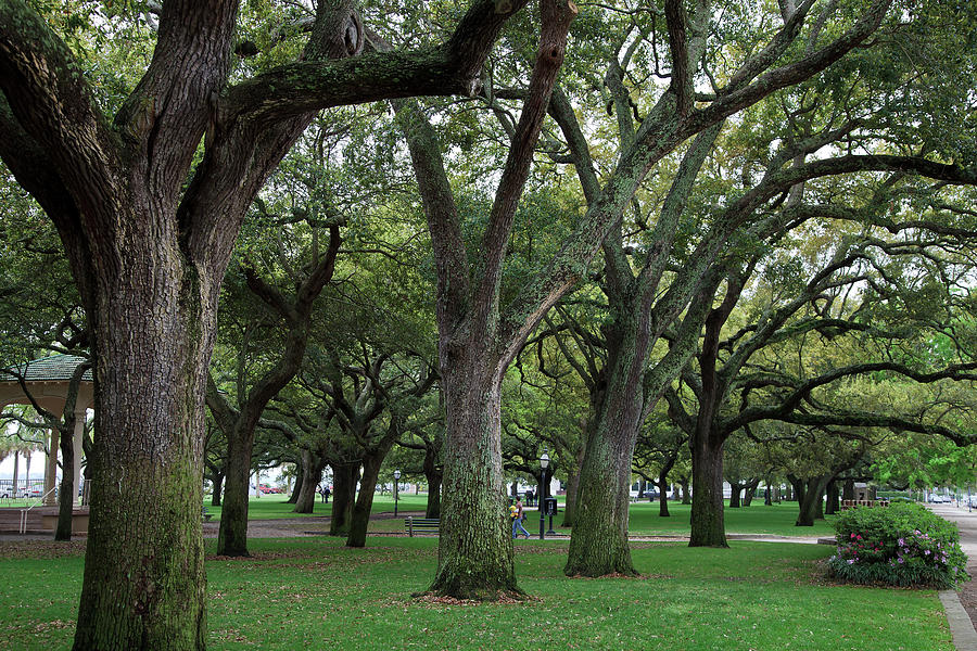 Live Oaks In Charleston Photograph