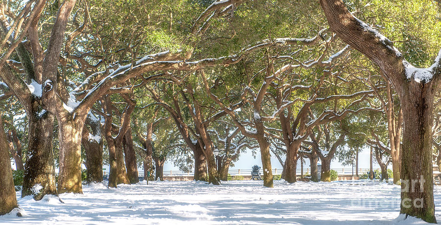 Live Oaks in Snow Photograph by Dale Powell