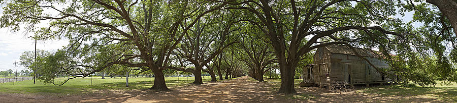 Live Oaks Panorama by Robert Harshman Live Oaks Panorama by Robert Harshman