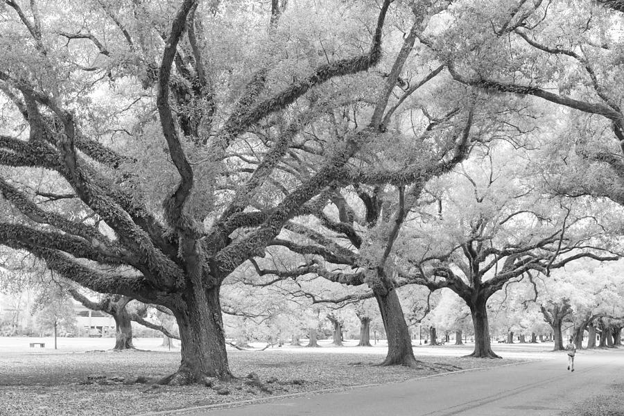 New Orleans Photograph - Live Oaks by Scott Rackers