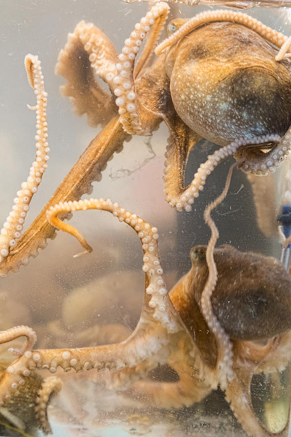 Live Octopus Photograph by James BO Insogna