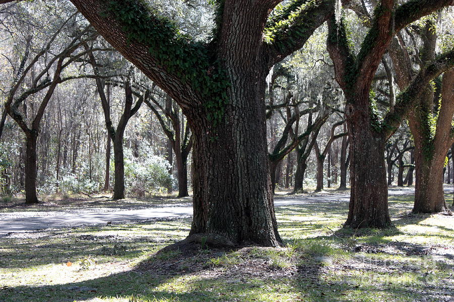 Lively Live Oaks Photograph by Carol Groenen