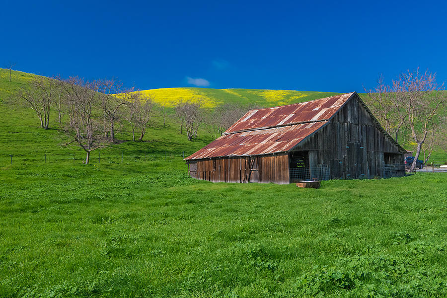 Livermore Barn Photograph by Robin Mayoff