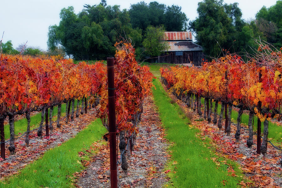 Livermore Vineyard Digital Art by Terry Davis