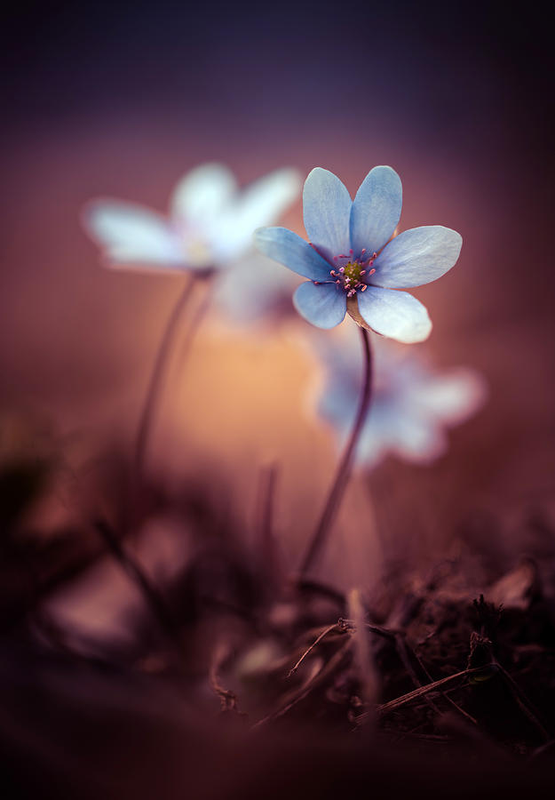 Flower Photograph - Liverworts by Jaroslaw Blaminsky
