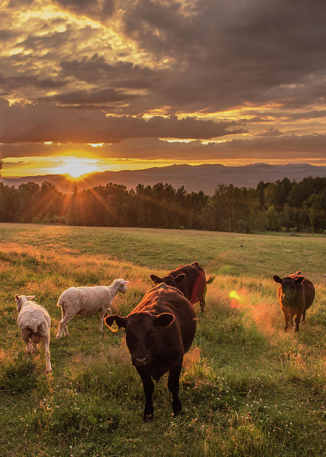 Livestock at Sunset Photograph by Tim Kirchoff