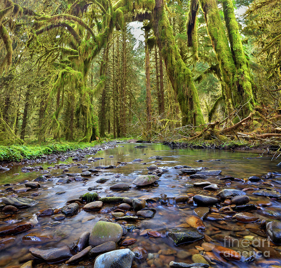 Living Arch Photograph by Jeff McGraw | Fine Art America