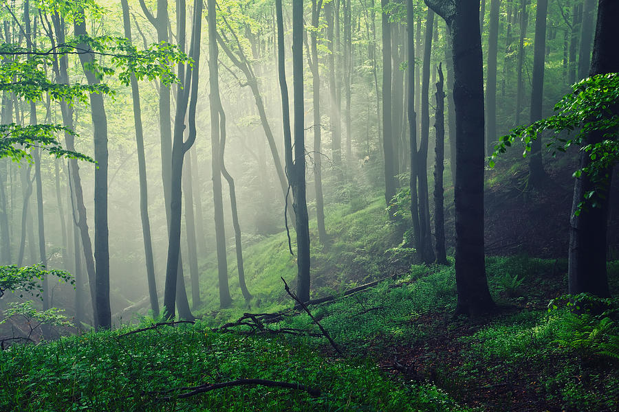 Living Forest Photograph by Evgeni Dinev