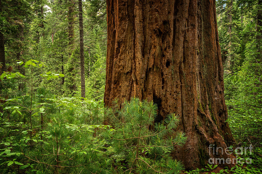 Tree Photograph - Living Giant Sequoia by Dianne Phelps