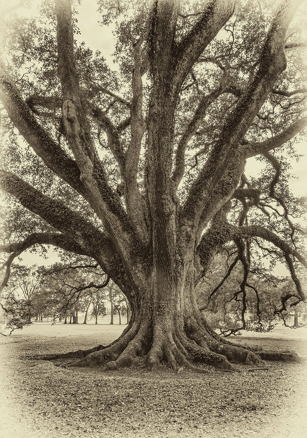 Oak Alley Plantation Photograph - Living History Sepia by Steve Harrington Oak Alley Plantation Photograph - Living History Sepia by Steve Harrington