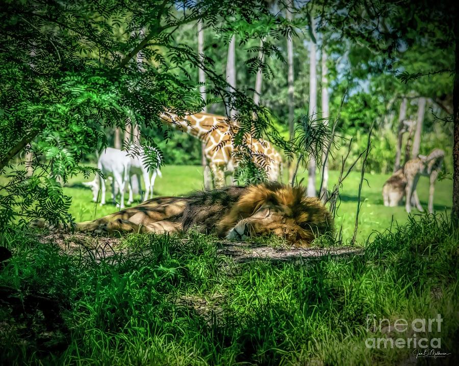 Living In Harmony - Lion 2 Photograph