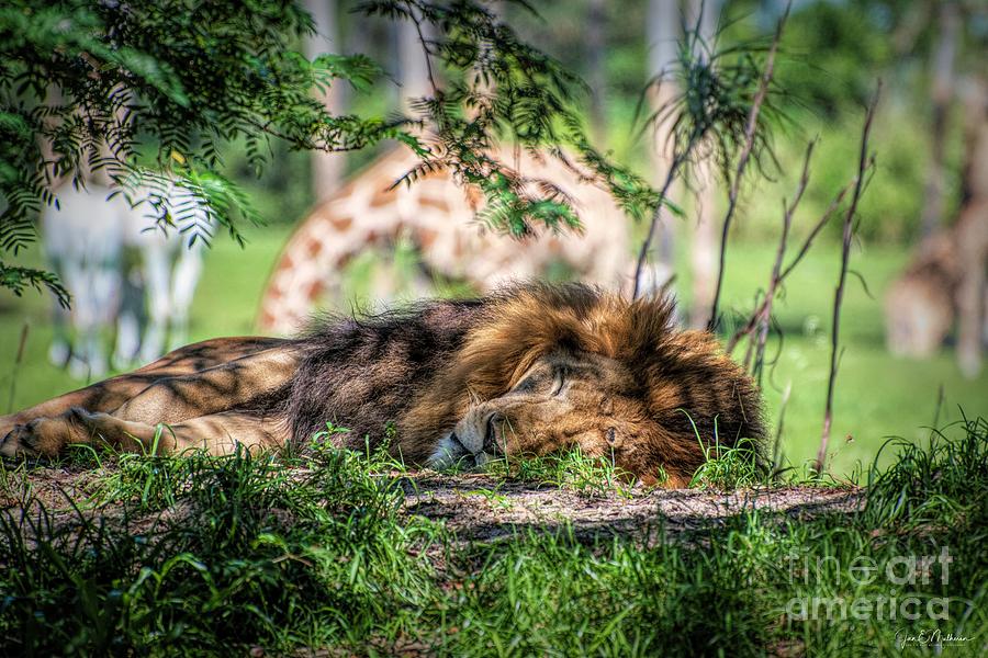 Living In Harmony - Lion Photograph