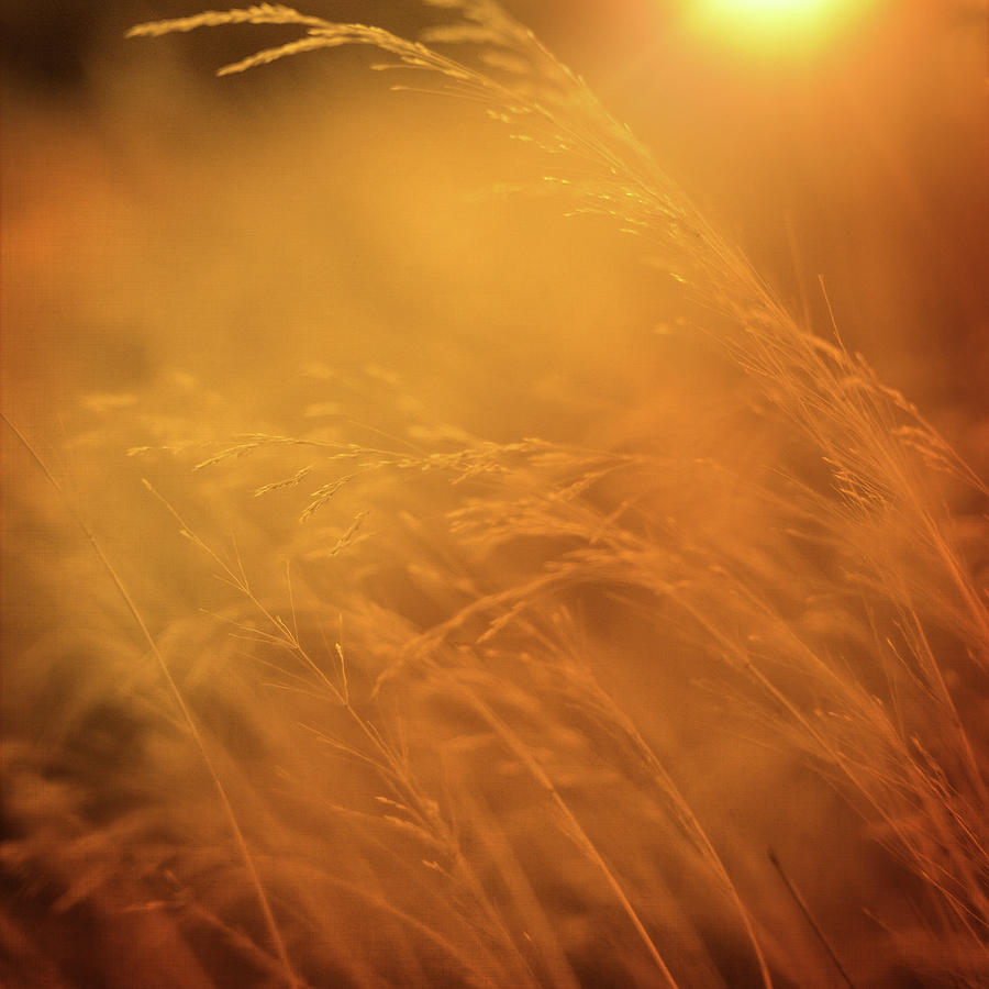 Grass Photograph - Living Out Of Touch by Zapista Zapista Grass Photograph - Living Out Of Touch by Zapista Zapista