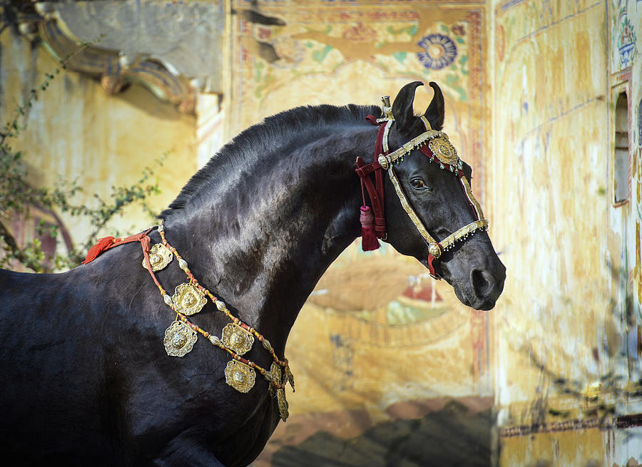Living Piece of Art. Marwari Stallion Photograph by Ekaterina Druz