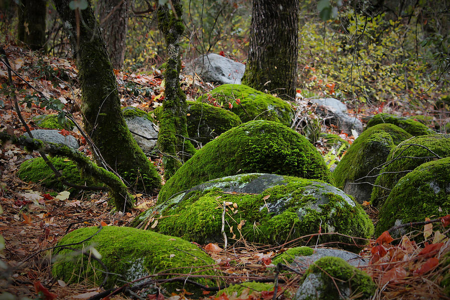 Living Rocks Photograph By Marnie Patchett