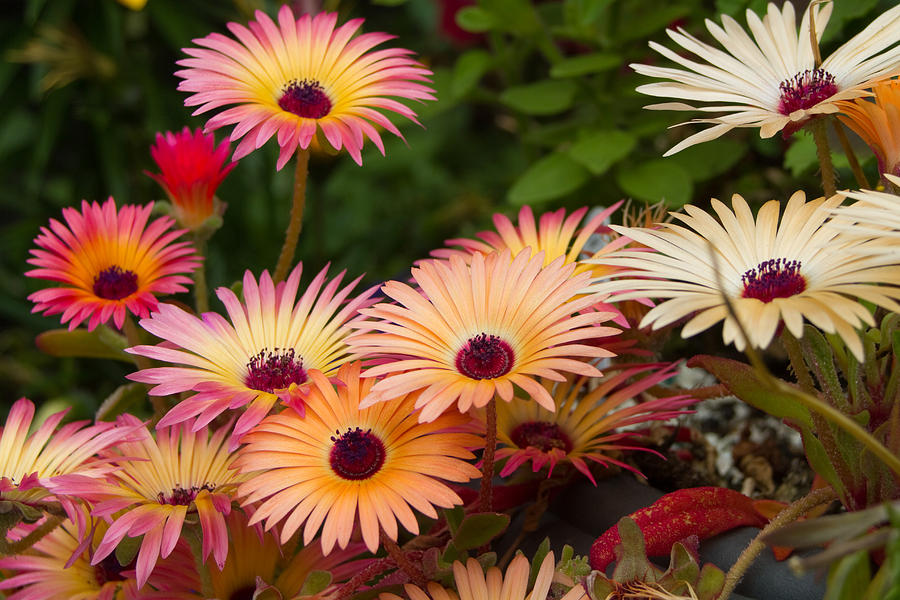 Livingstone Daisies  Photograph by Chris Smith