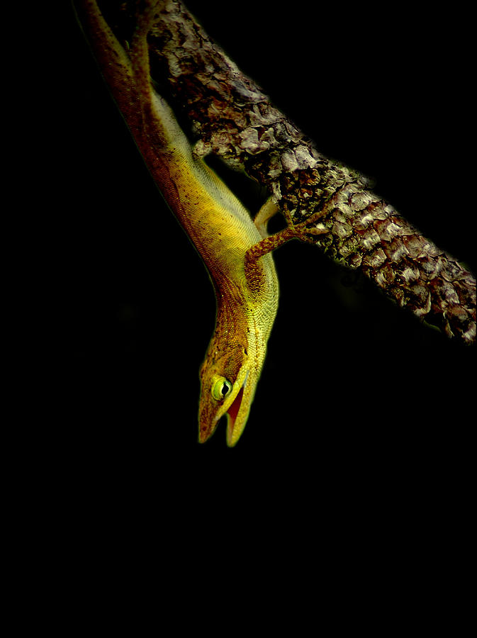 Lizard 3 Photograph by David Weeks