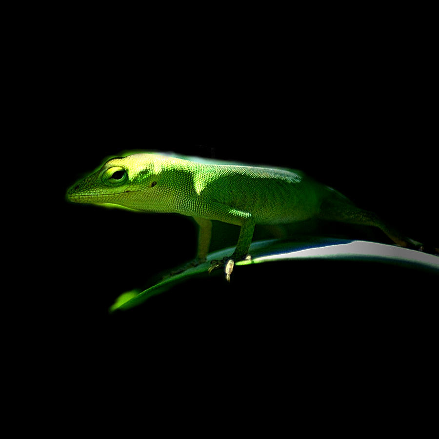 Lizard 4 Photograph by David Weeks
