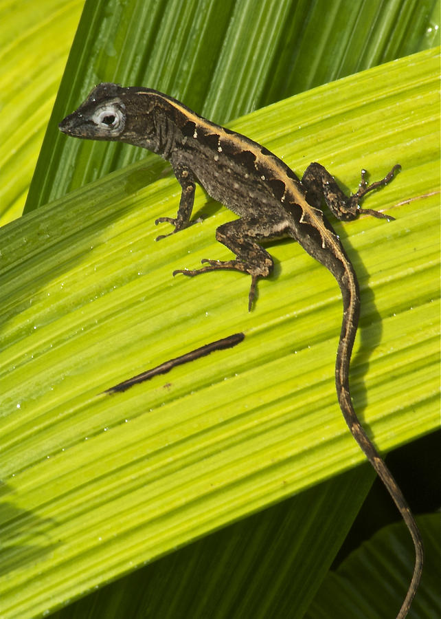 Wildlife Photograph - Lizard 4 by Michael Peychich