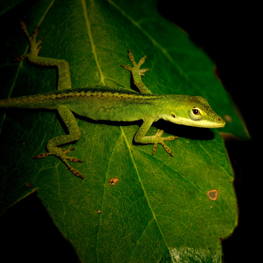 Lizard 5 Photograph by David Weeks