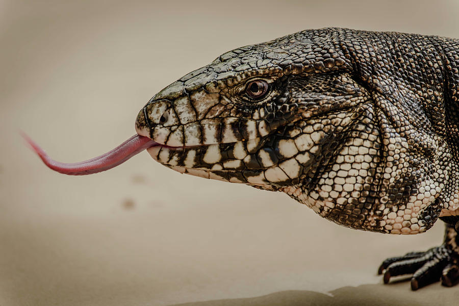 Lizard - 5751a Photograph by Debra Kewley