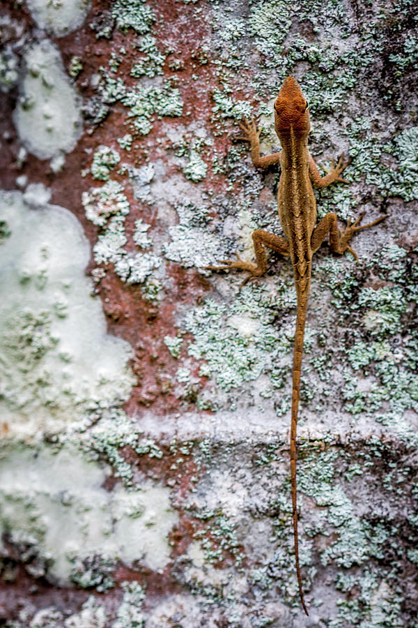 Lizard and Lichen on Brick Photograph by Susie Weaver