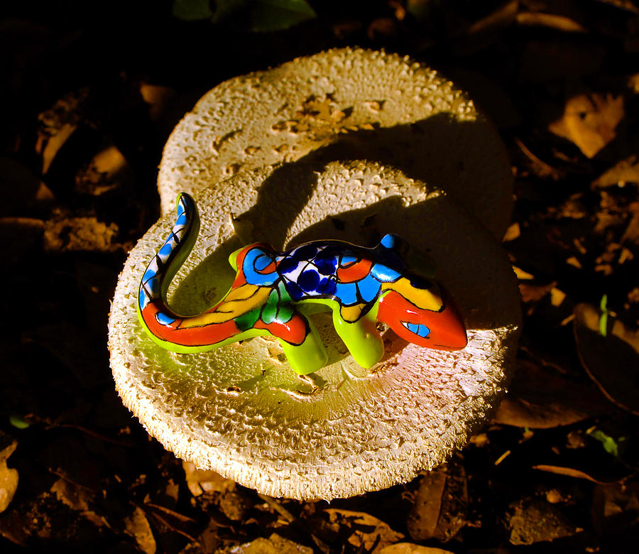 Lizard and mushrooms Photograph by David Lee Thompson