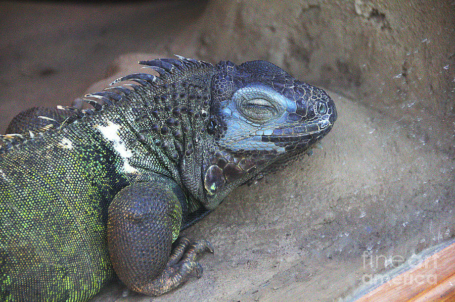 Lizard Blue and Green Photograph by David Frederick