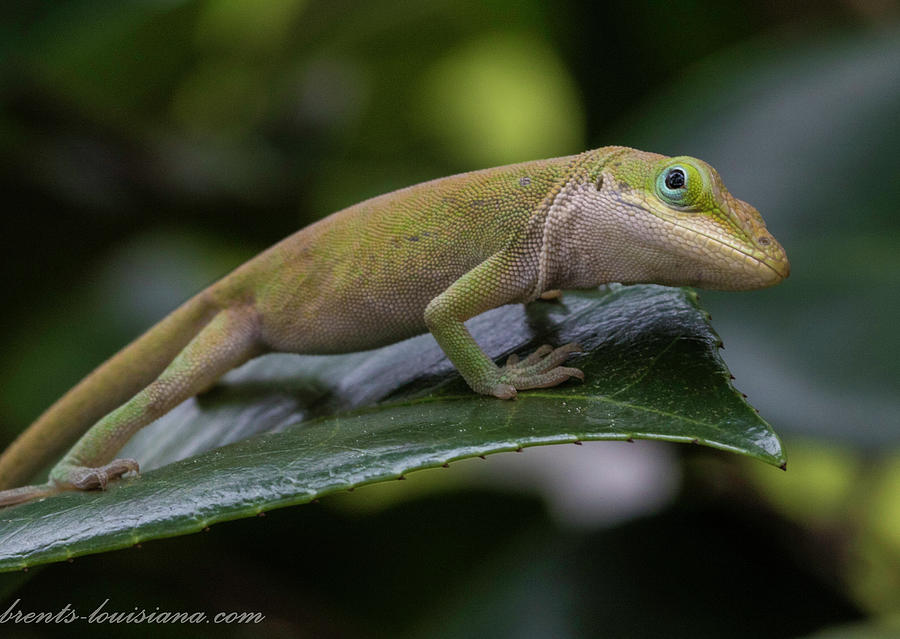 Green Anole Photograph by Brent Bordelon - Fine Art America