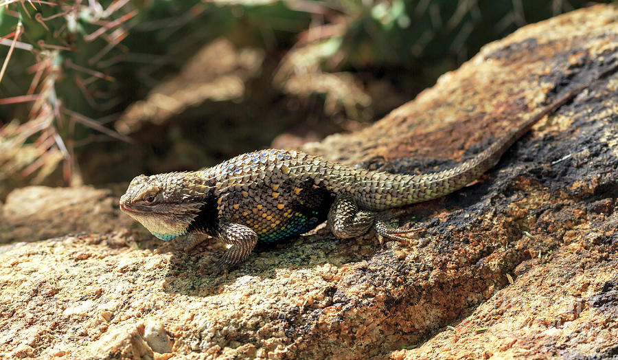 Lizard Camouflage in Phoenix Photograph by John Rizzuto