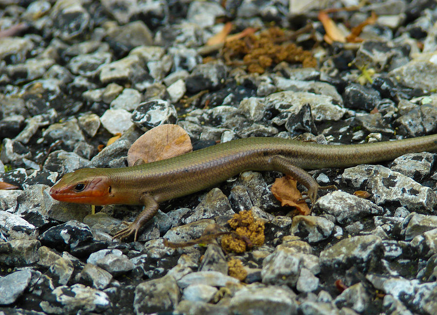 Broad Headed Skink Photograph by Carl Moore