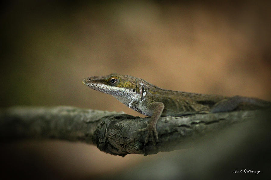 Lizard Deception Wildlife Art Photograph by Reid Callaway