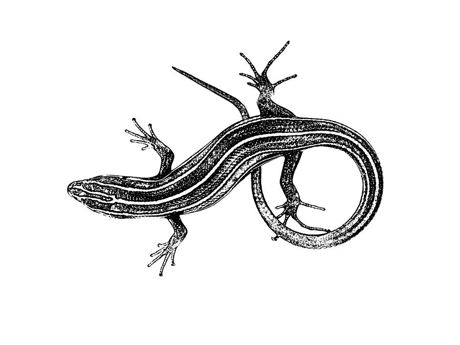 Lizard Drawing Digital Art by Morgan Carter